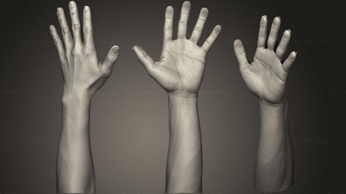 Анатомия скелеты и черепа (Основание мужской руки 01, ANTM_0816) 3D модель для ЧПУ станка